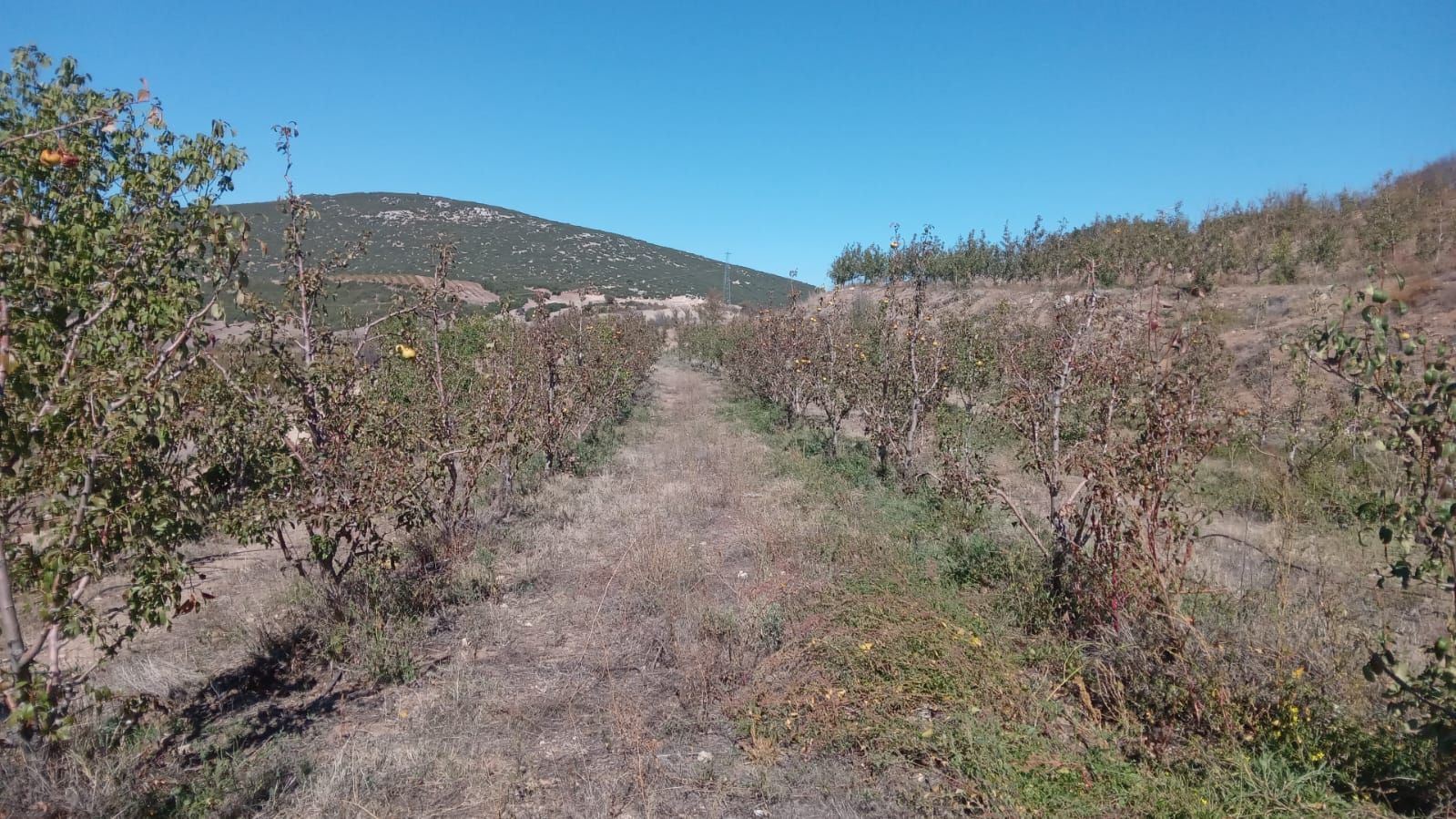 ısparta eğirdir bademli köyünde satılık armut bahçesi - 7