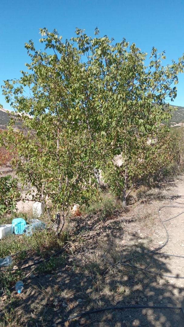 ısparta eğirdir bademli köyünde satılık armut bahçesi - 12