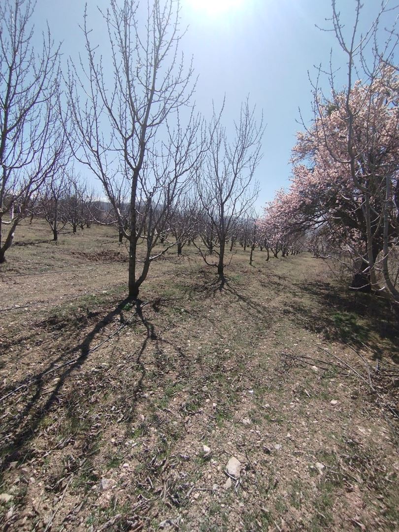 ısparta atabey harmanörende yatırımlık kiraz bahçesi - 5