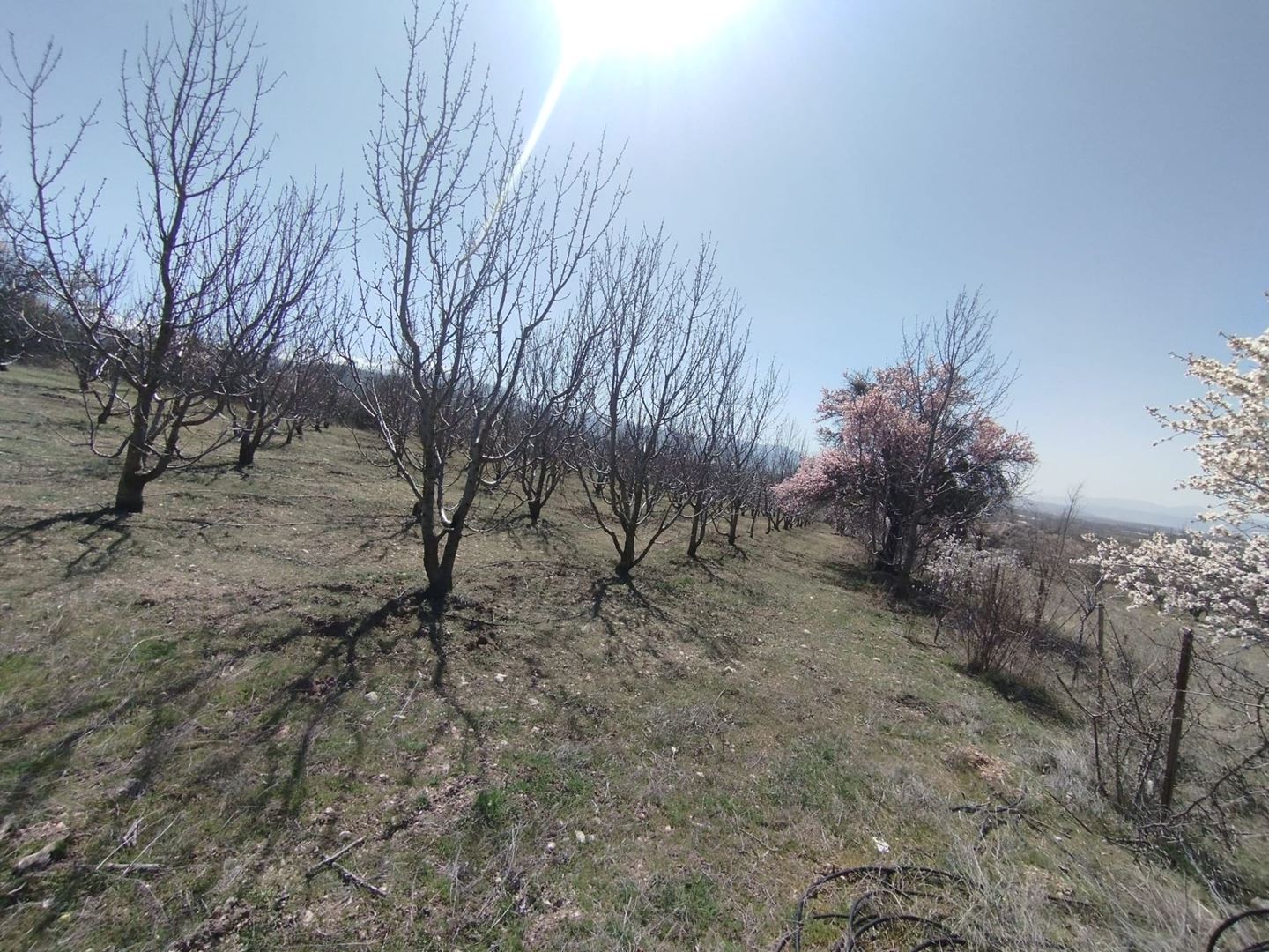 ısparta atabey harmanörende yatırımlık kiraz bahçesi - 15