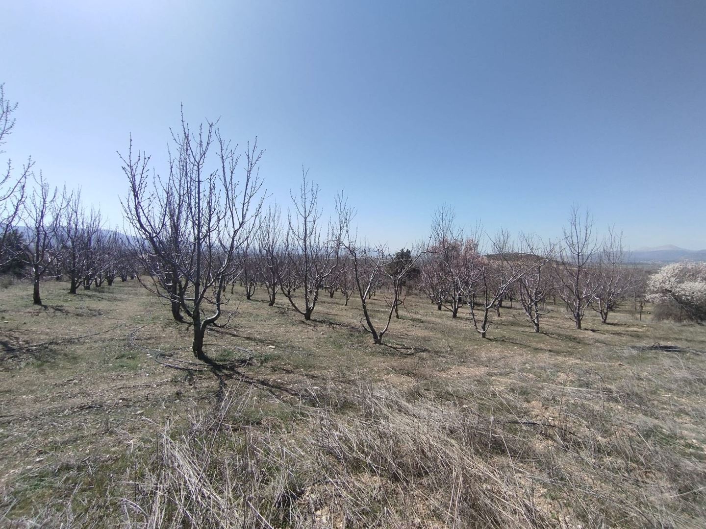 ısparta atabey harmanörende yatırımlık kiraz bahçesi - 13