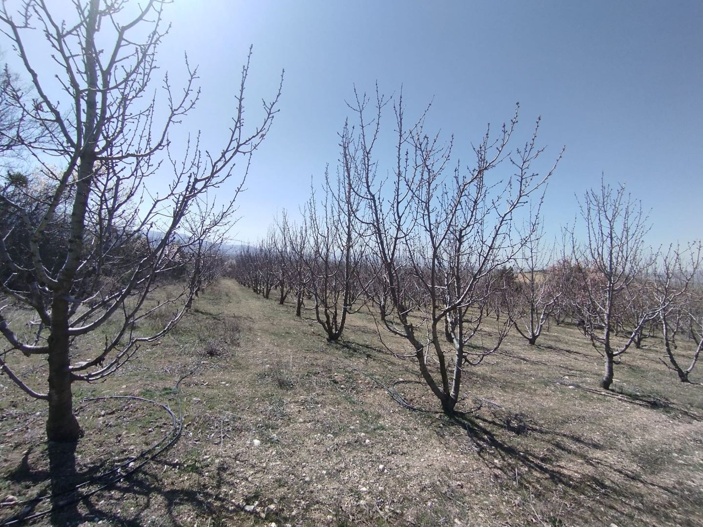 ısparta atabey harmanörende yatırımlık kiraz bahçesi - 14