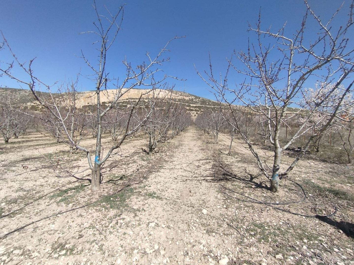 ısparta atabey harmanörende yatırımlık kiraz bahçesi - 16