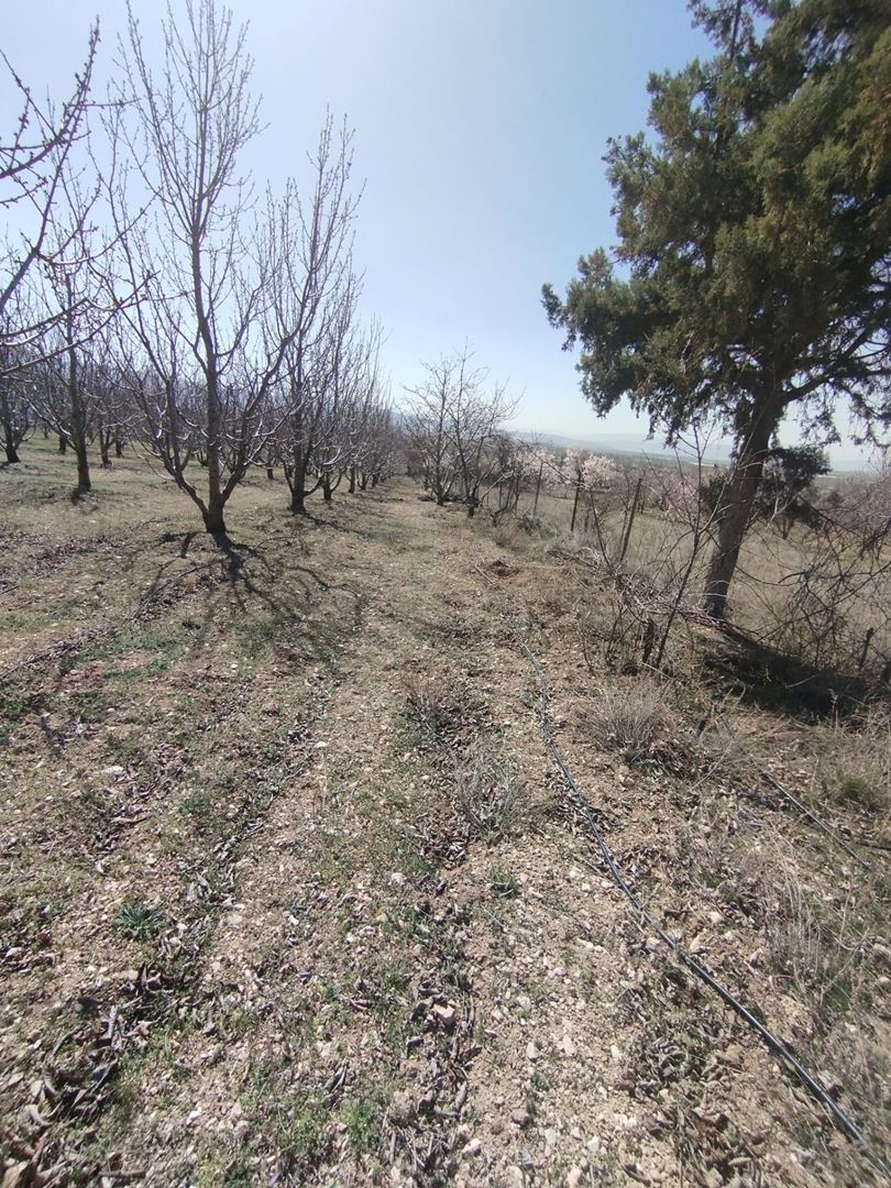 ısparta atabey harmanörende yatırımlık kiraz bahçesi - 4