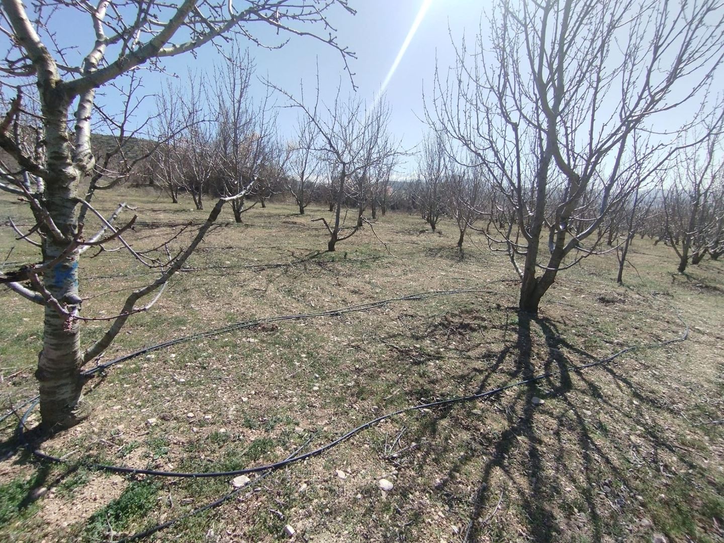 ısparta atabey harmanörende yatırımlık kiraz bahçesi - 9