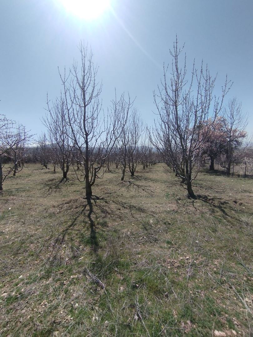 ısparta atabey harmanörende yatırımlık kiraz bahçesi - 12