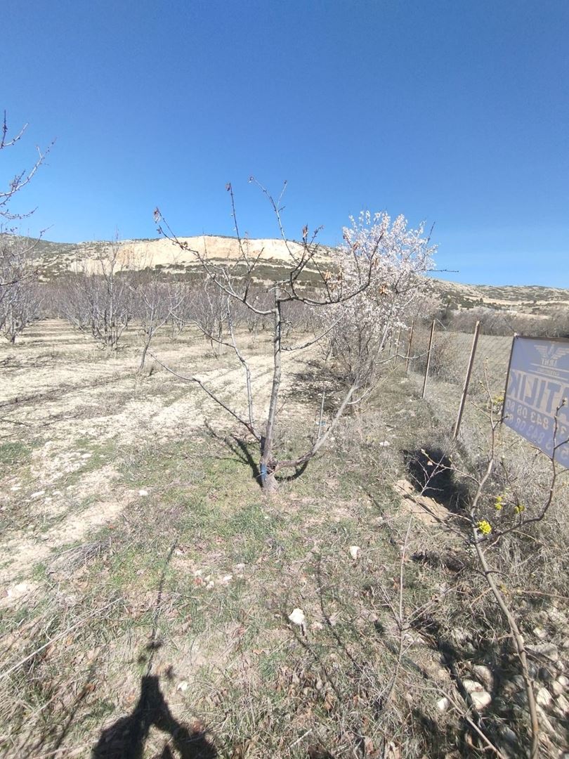ısparta atabey harmanörende yatırımlık kiraz bahçesi - 17