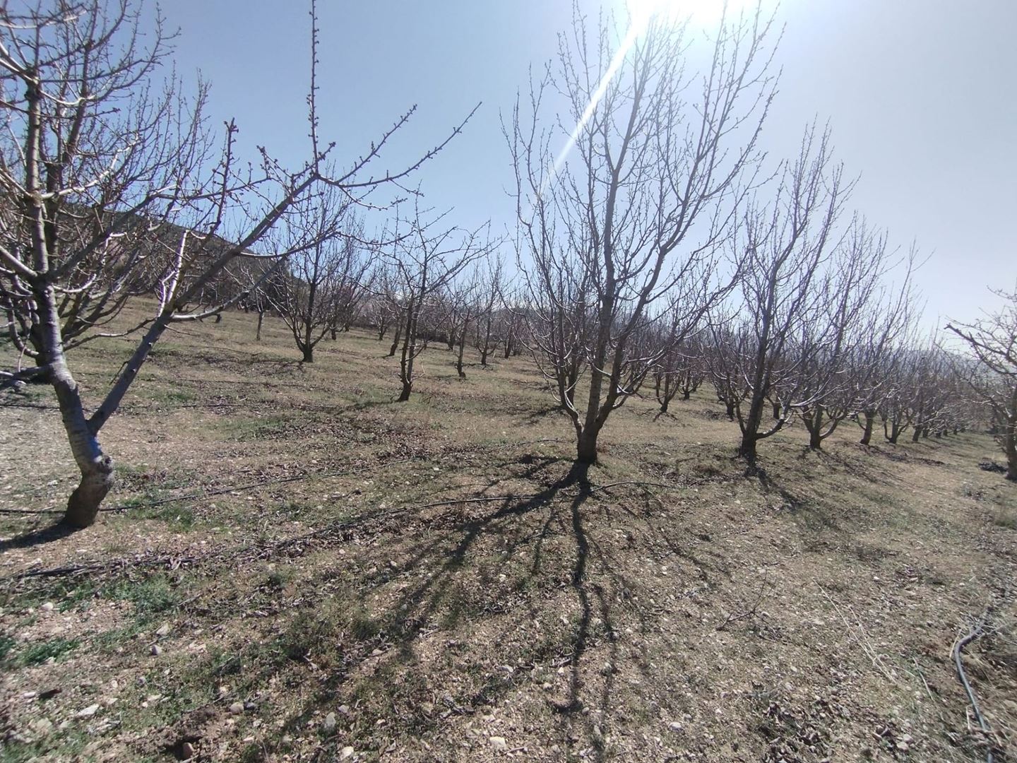 ısparta atabey harmanörende yatırımlık kiraz bahçesi - 3