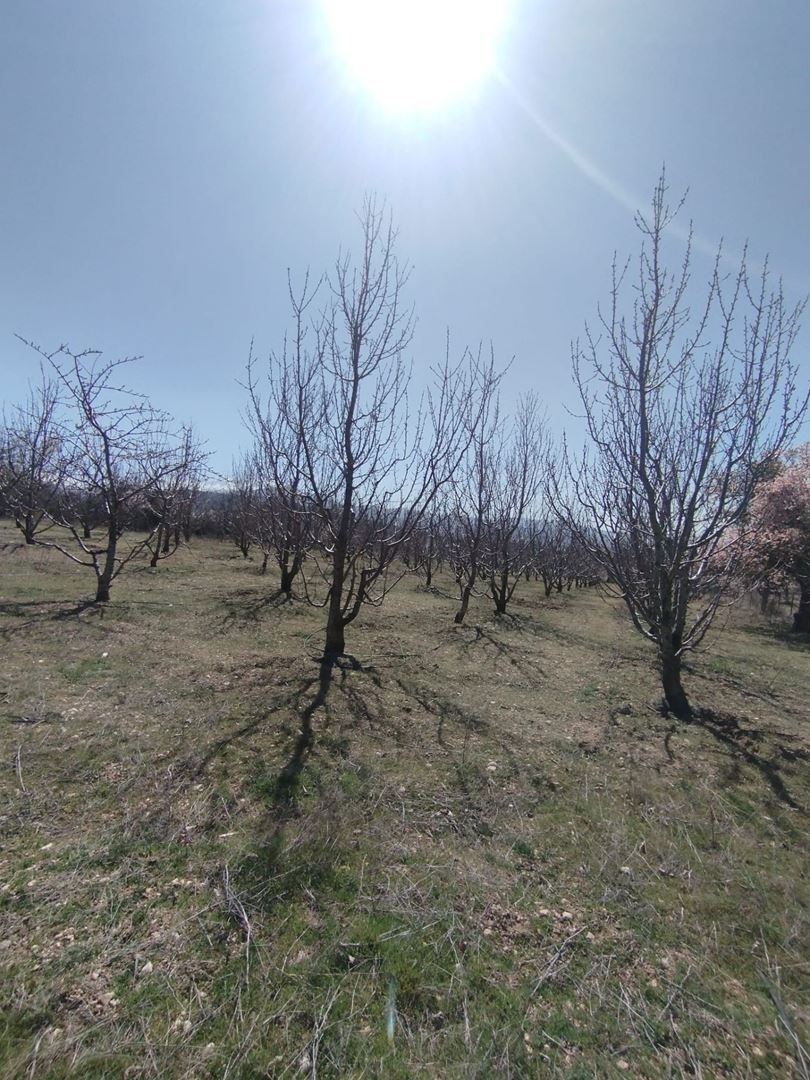 ısparta atabey harmanörende yatırımlık kiraz bahçesi - 10