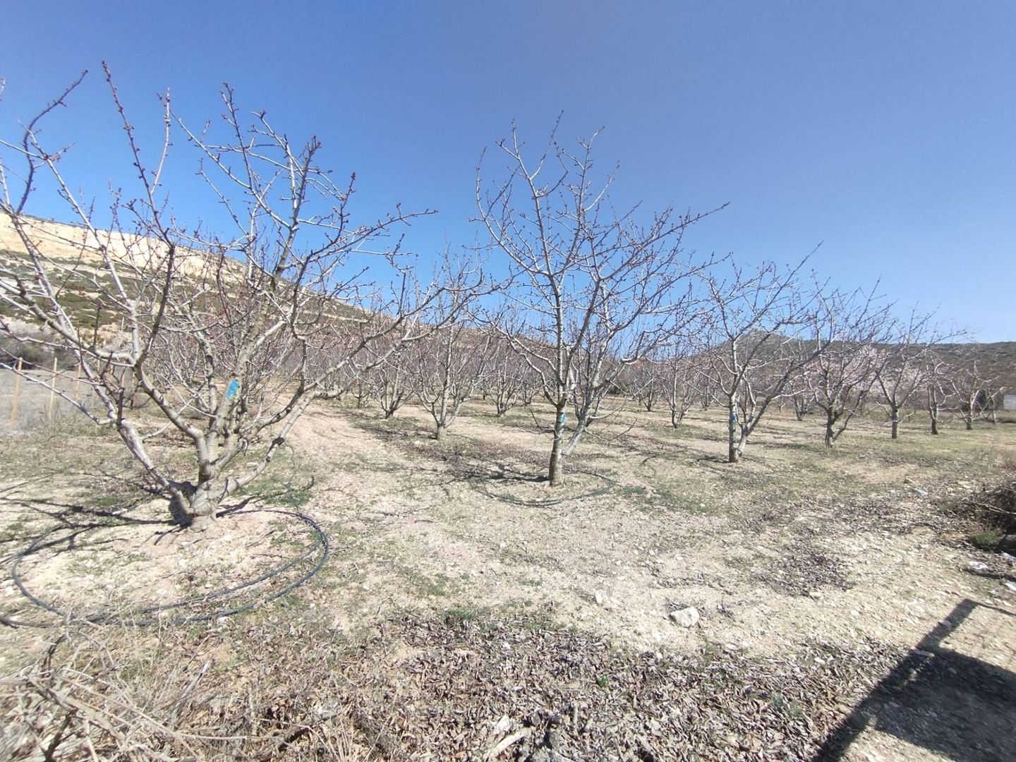 ısparta atabey harmanörende yatırımlık kiraz bahçesi - 2