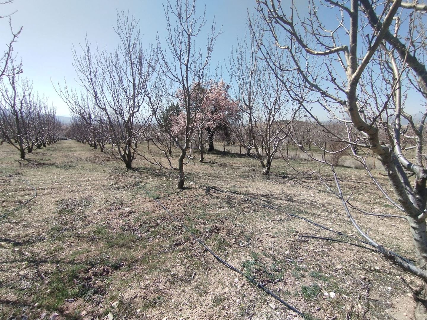 ısparta atabey harmanörende yatırımlık kiraz bahçesi - 6