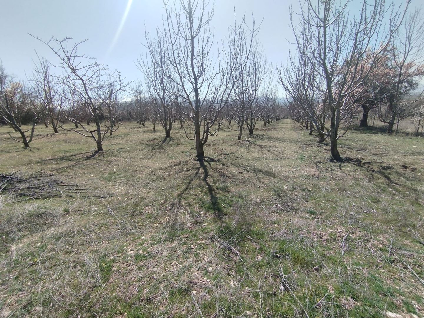 ısparta atabey harmanörende yatırımlık kiraz bahçesi - 11