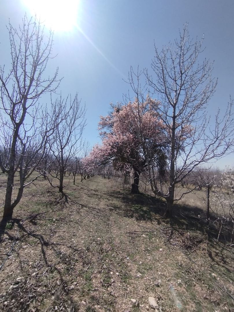 ısparta atabey harmanörende yatırımlık kiraz bahçesi - 7