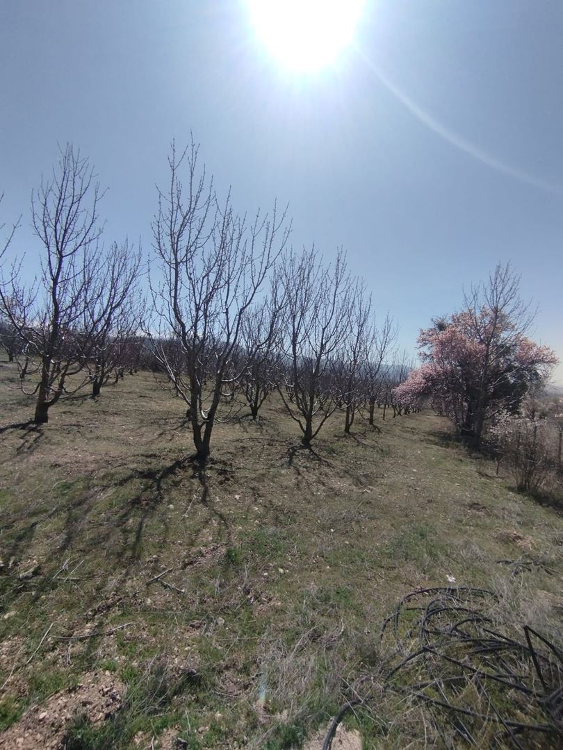 ısparta atabey harmanörende yatırımlık kiraz bahçesi - 8