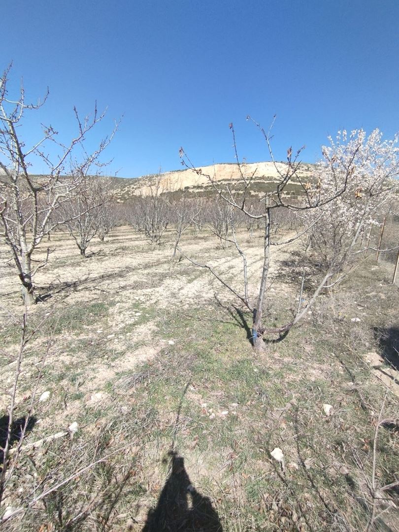 ısparta atabey harmanörende yatırımlık kiraz bahçesi - 18