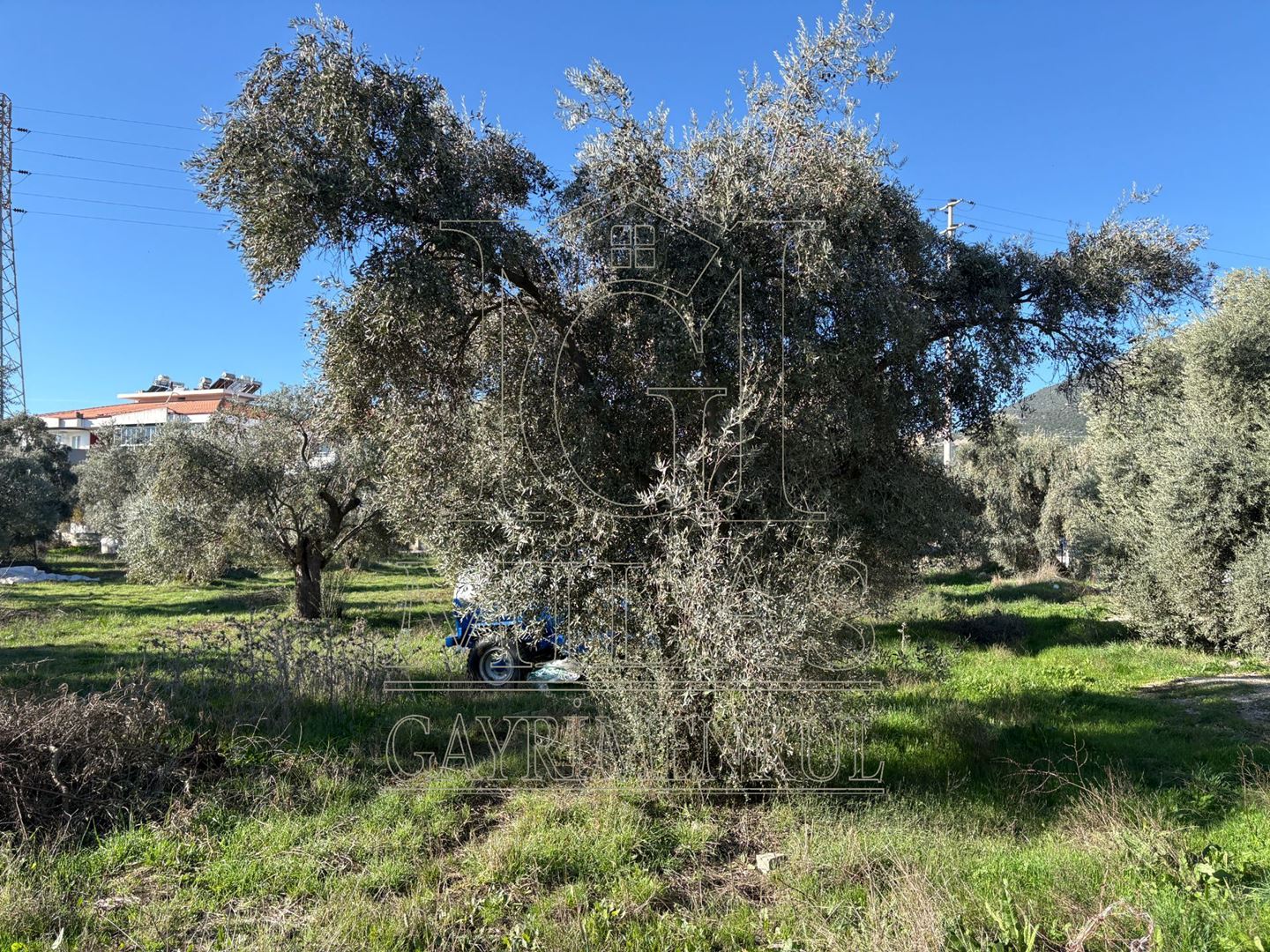 Milas Cumhuriyet Mahallesi İmar Sınırında 6.297 m² Satılık AraziMuğla, Milas, Cumhuriyet - 18