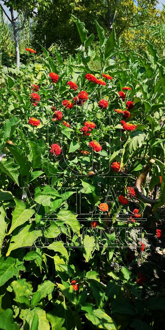 Denize yakın Doğa İçinde Dere Kenarı Yaşam Konsepti Oluşturacak ArsaMuğla, Milas, Dere - 13