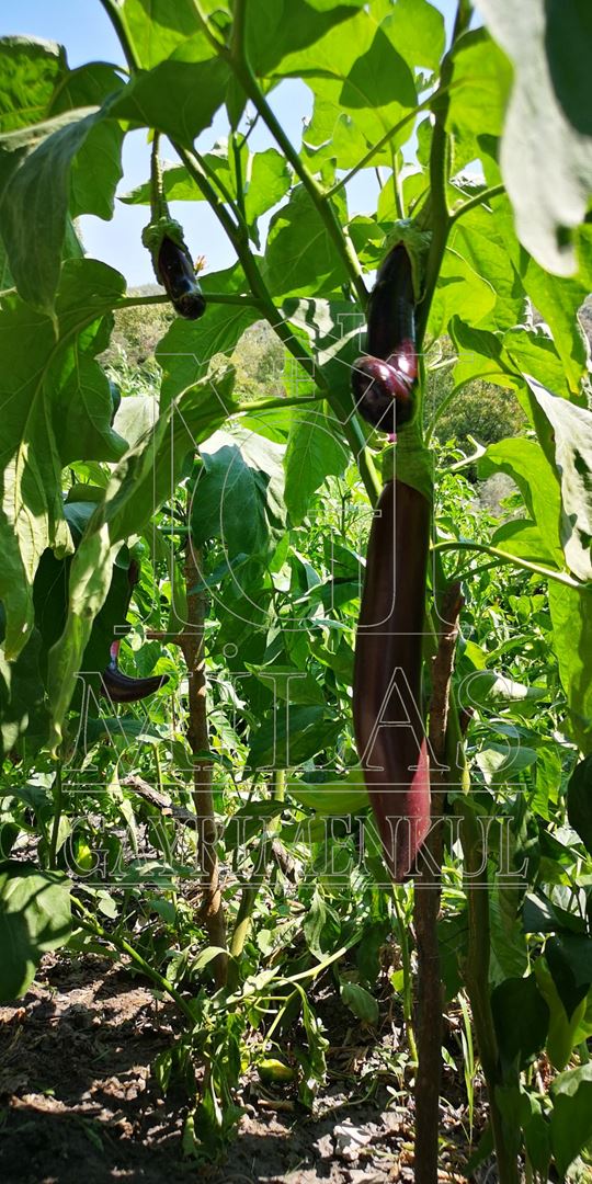 Denize yakın Doğa İçinde Dere Kenarı Yaşam Konsepti Oluşturacak ArsaMuğla, Milas, Dere - 14