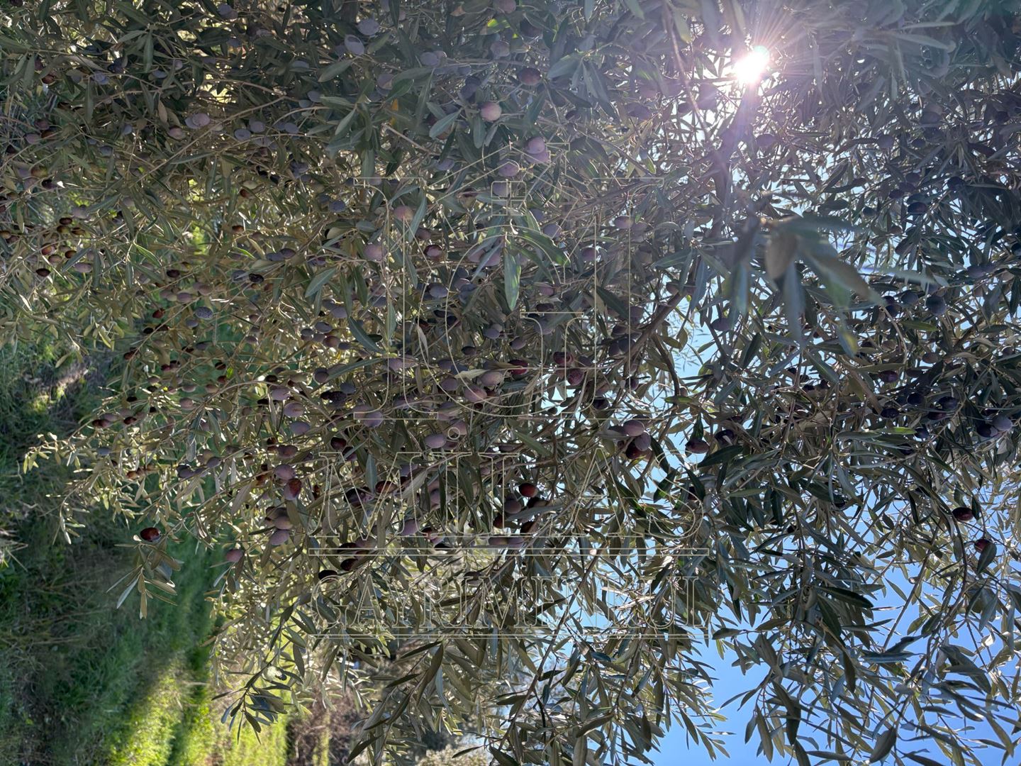 Milas Cumhuriyet Mahallesi İmar Sınırında 6.297 m² Satılık AraziMuğla, Milas, Cumhuriyet - 17