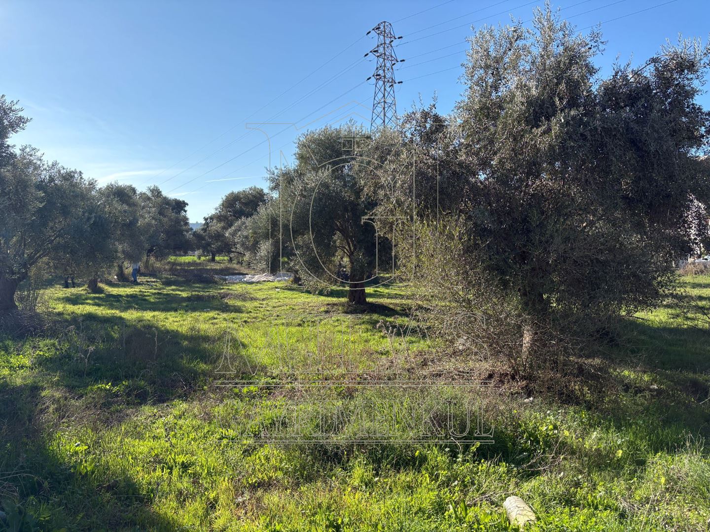 Milas Cumhuriyet Mahallesi İmar Sınırında 6.297 m² Satılık AraziMuğla, Milas, Cumhuriyet - 15