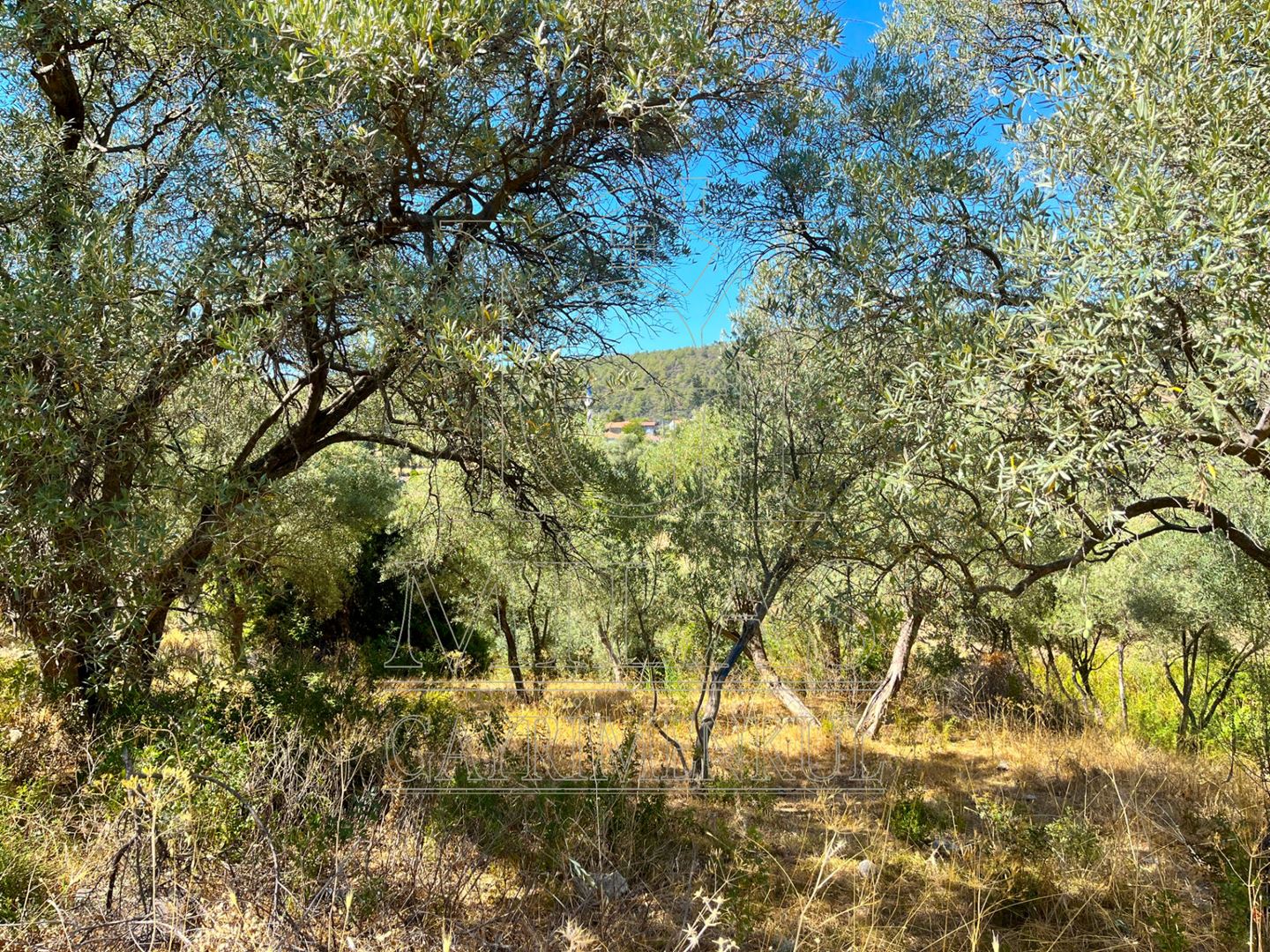 Milas Aslanyaka Mahallesinde 2747 m² Satılık Konut İmarlı ArsaMuğla, Milas, Aslanyaka - 9