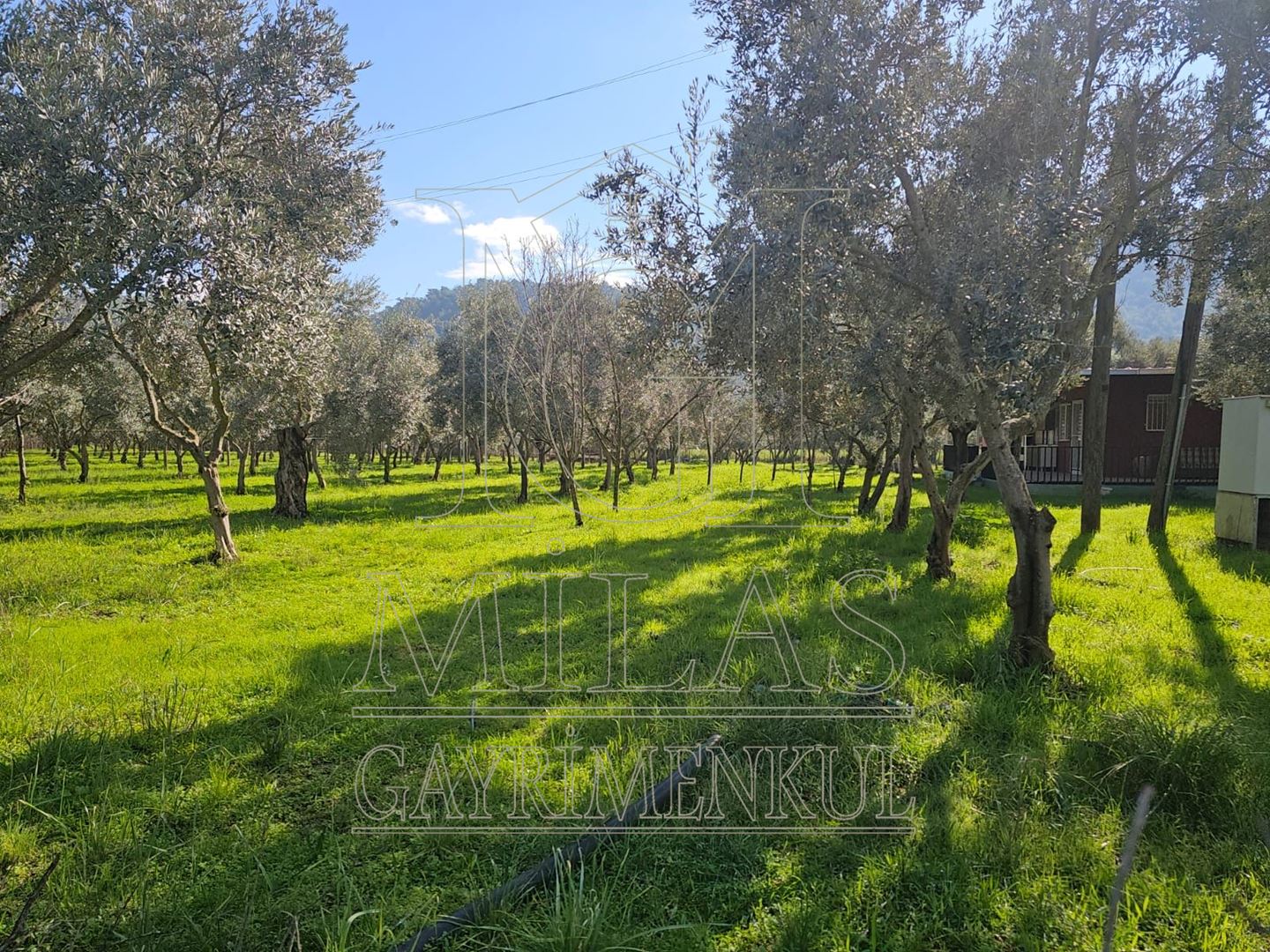 Milas Ağaçlıhöyük'te Satılık 3780M², Bahçeli, Havuzlu Çiftlik EviMuğla, Milas, Ağaçlıhüyük - 5