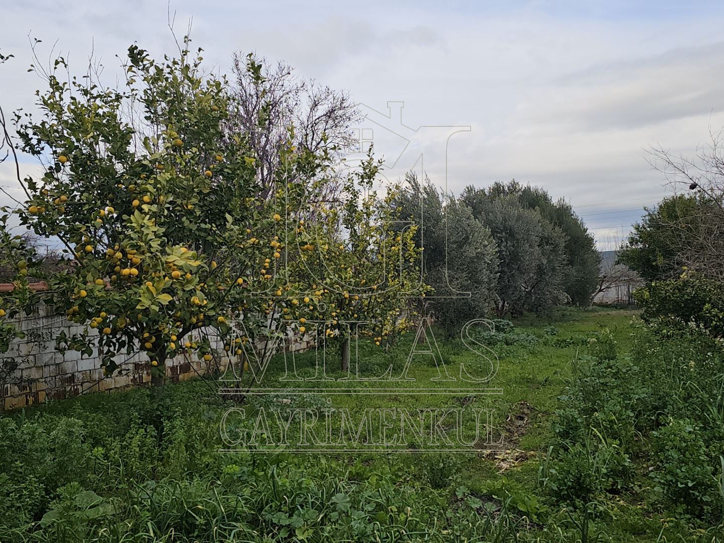 Milas Ağaçlıhöyük'te Satılık 3780M², Bahçeli, Havuzlu Çiftlik EviMuğla, Milas, Ağaçlıhüyük - 6