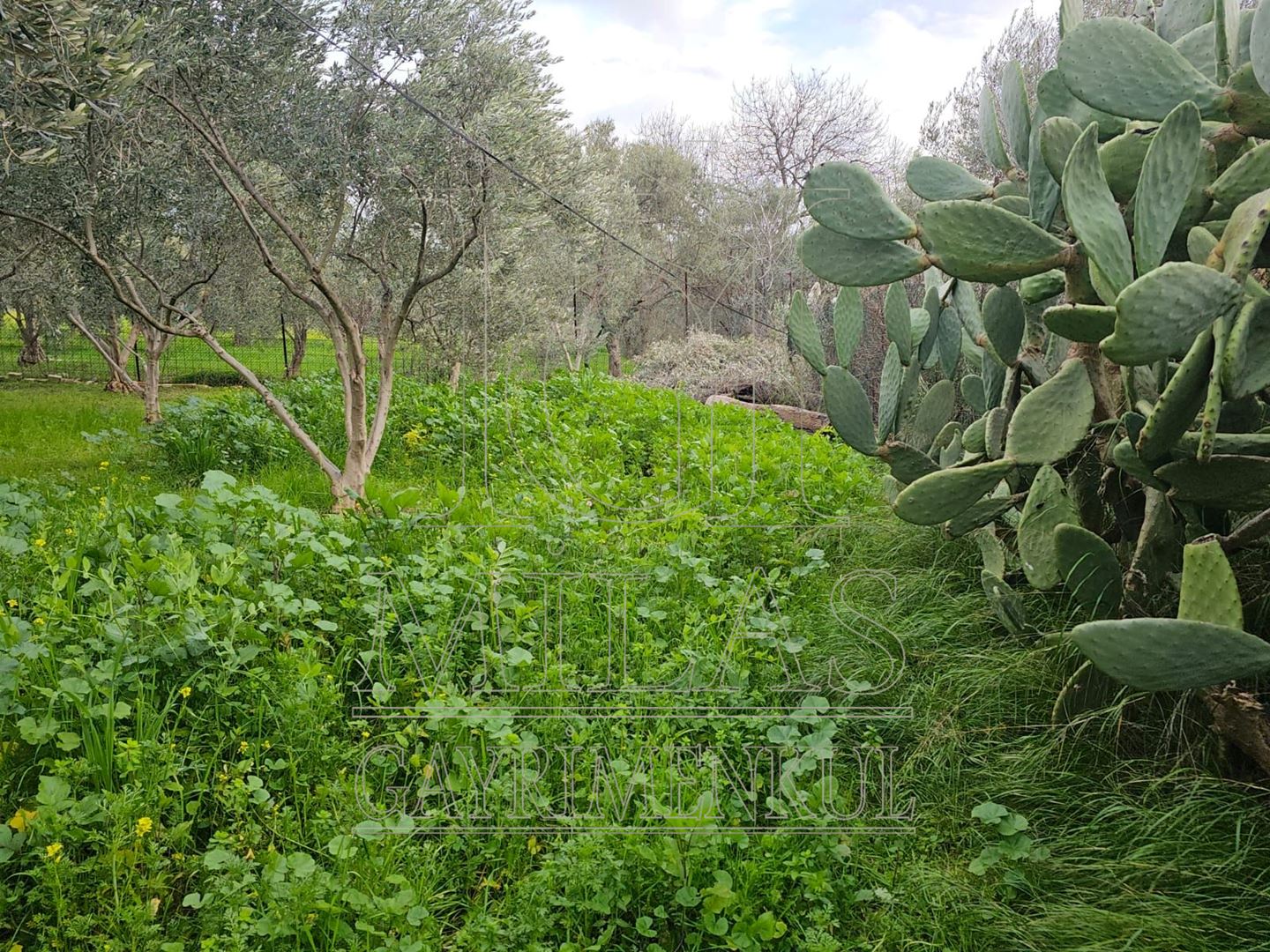 Milas Ağaçlıhöyük'te Satılık 3780M², Bahçeli, Havuzlu Çiftlik EviMuğla, Milas, Ağaçlıhüyük - 7