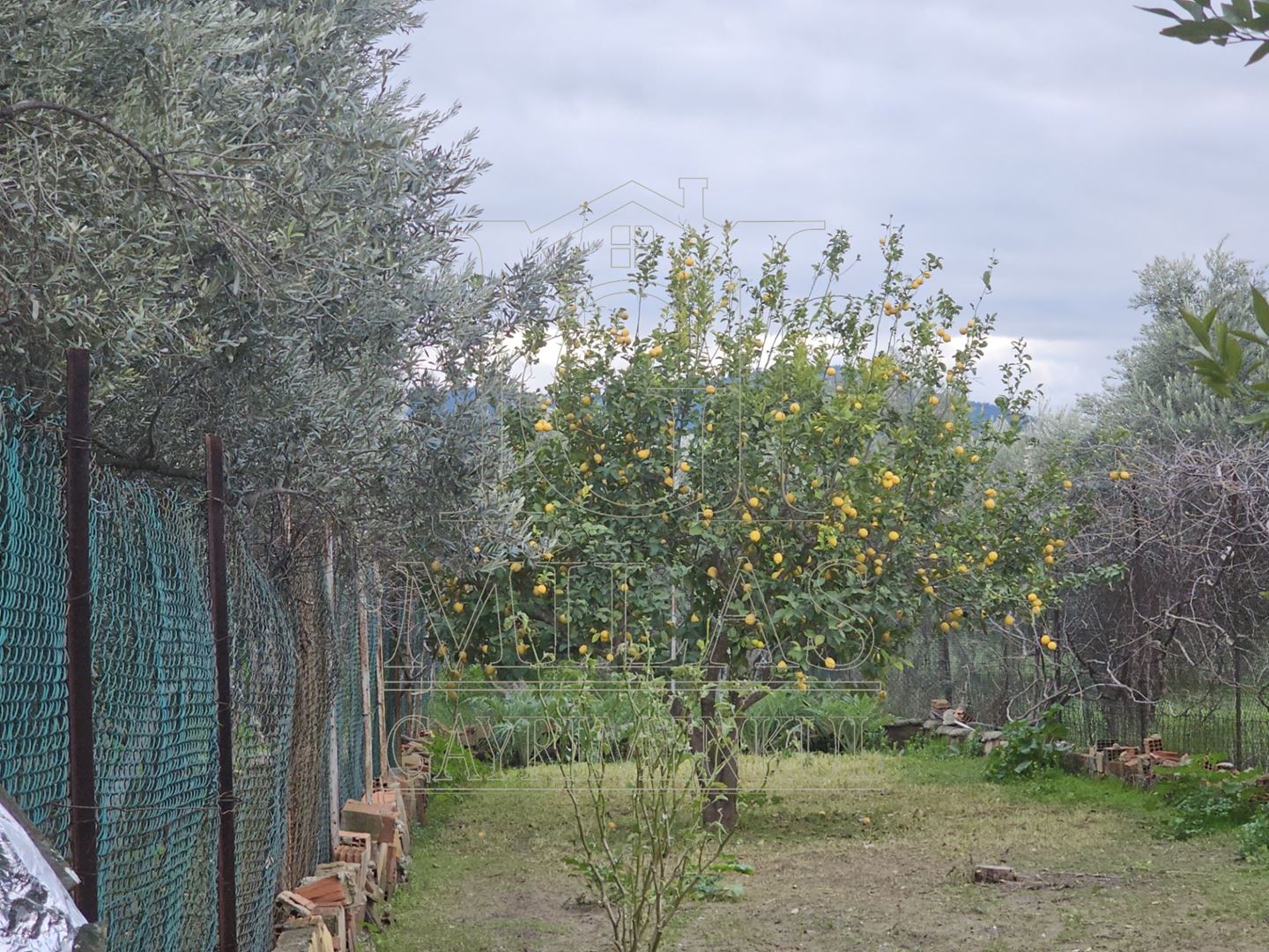 Milas Ağaçlıhöyük'te Satılık 3780M², Bahçeli, Havuzlu Çiftlik EviMuğla, Milas, Ağaçlıhüyük - 8