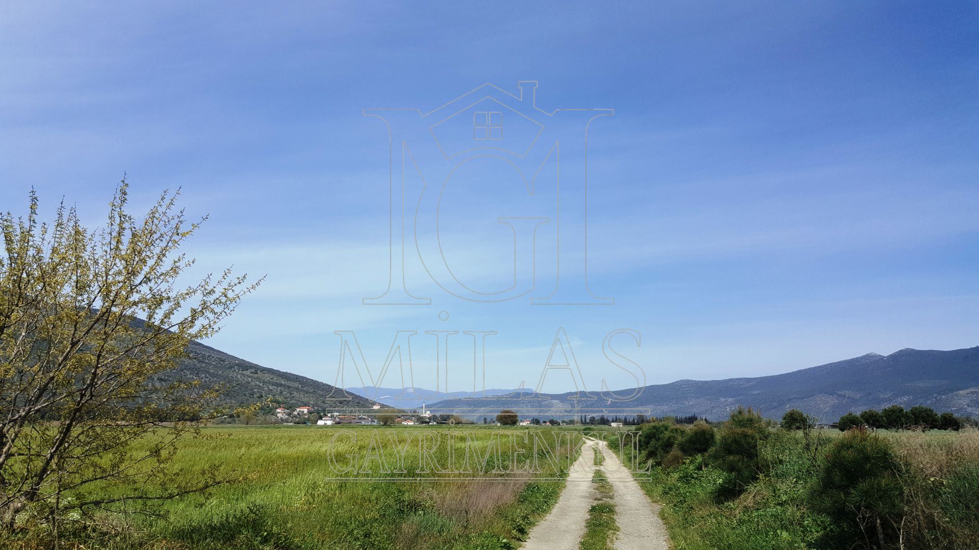 MİLAS KIYIKIŞLACIK YOLU ÜZERİNDE VERİMLİ 26852 M2 SATILIK ARAZİMuğla, Milas, Yaşyer - 5