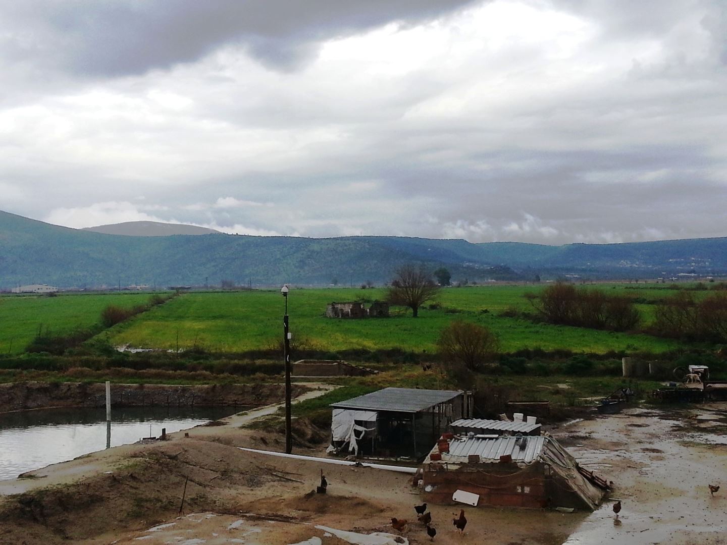 MİLAS KIYIKIŞLACIK YOLU ÜZERİNDE VERİMLİ 26852 M2 SATILIK ARAZİMuğla, Milas, Yaşyer - 9