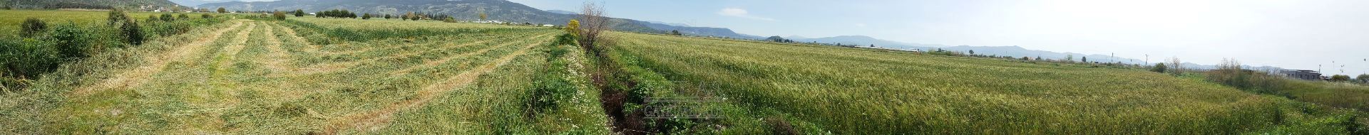 MİLAS KIYIKIŞLACIK YOLU ÜZERİNDE VERİMLİ 26852 M2 SATILIK ARAZİMuğla, Milas, Yaşyer - 2