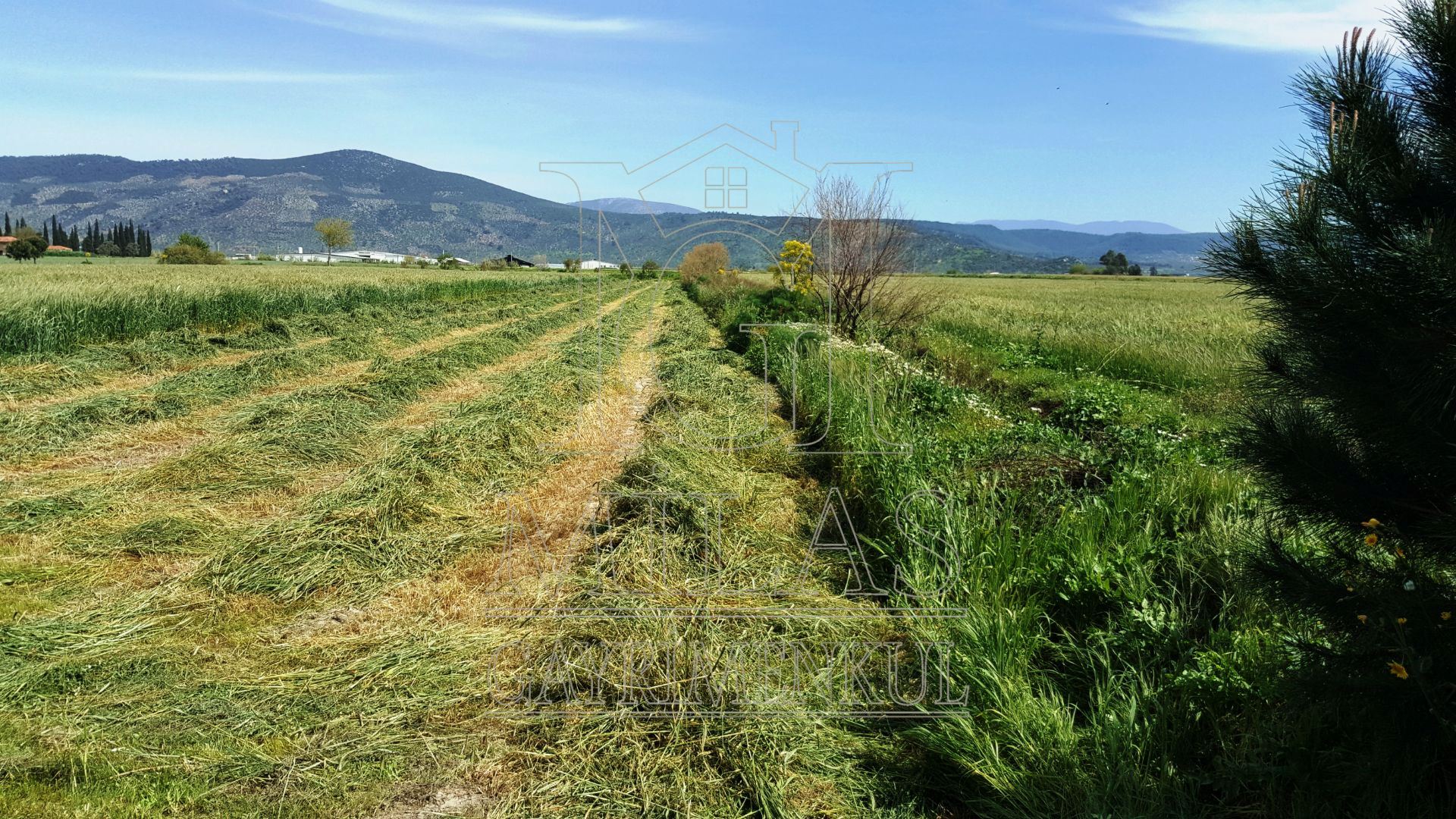 MİLAS KIYIKIŞLACIK YOLU ÜZERİNDE VERİMLİ 26852 M2 SATILIK ARAZİMuğla, Milas, Yaşyer - 6