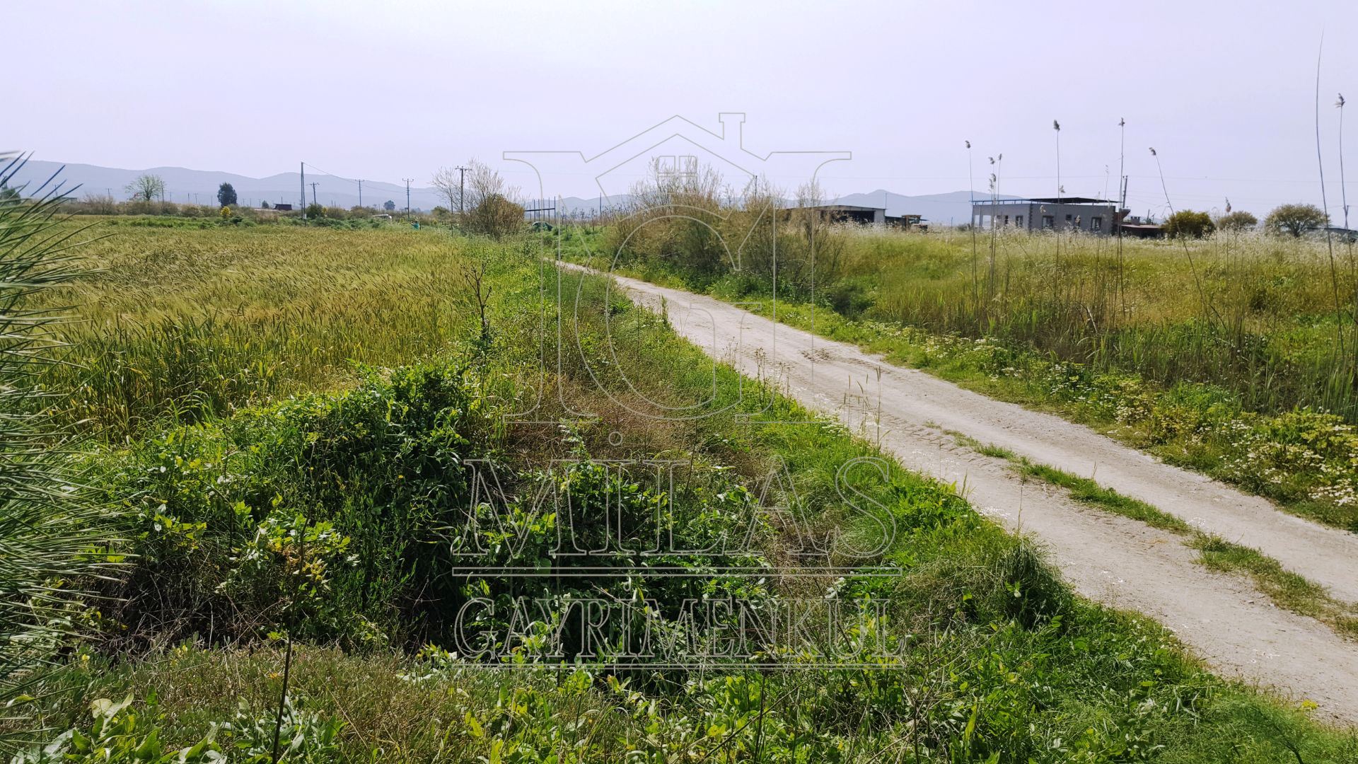 MİLAS KIYIKIŞLACIK YOLU ÜZERİNDE VERİMLİ 26852 M2 SATILIK ARAZİMuğla, Milas, Yaşyer - 7