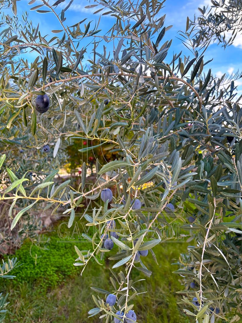 Ören Çökertme'de Full Deniz Manzaralı 3+1 Bahçeli Dubleks VillaMuğla, Milas, Bozalan - 27