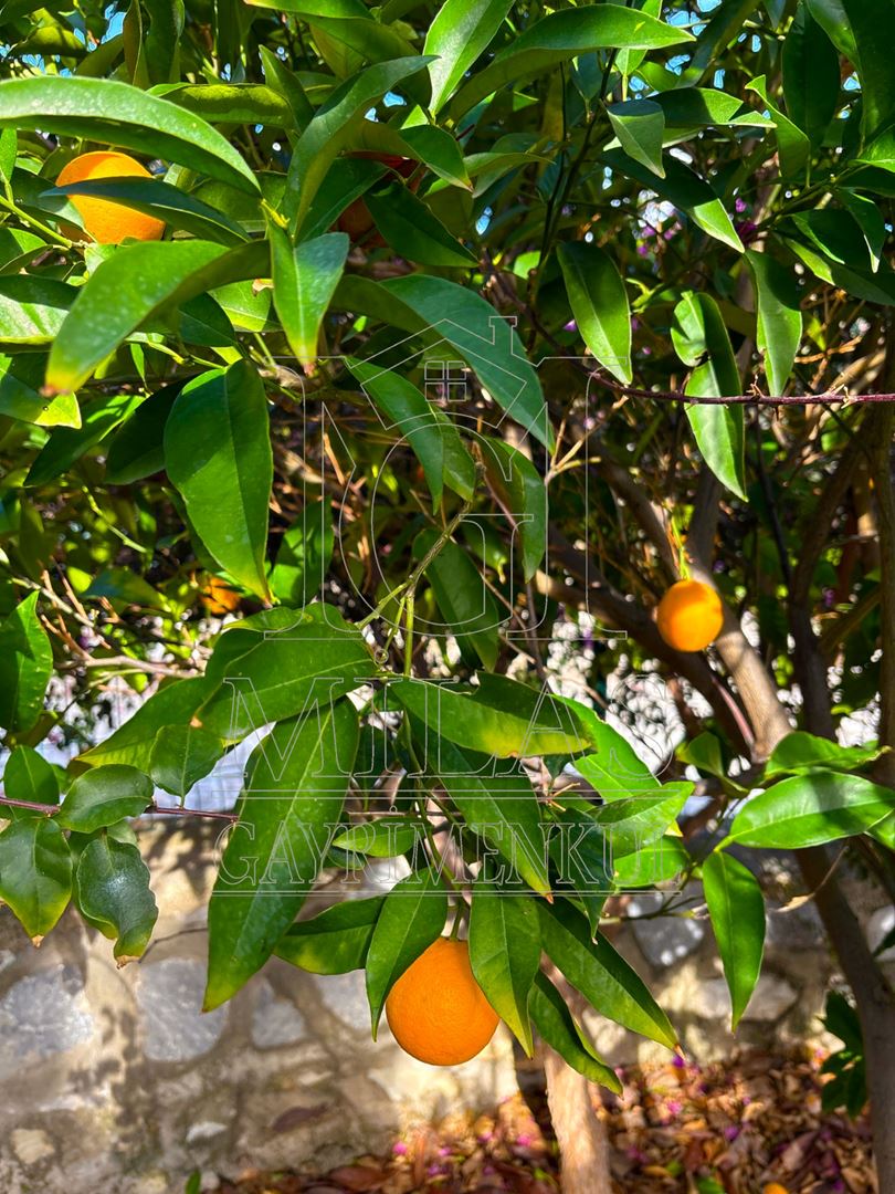 Ören Çökertme'de Full Deniz Manzaralı 3+1 Bahçeli Dubleks VillaMuğla, Milas, Bozalan - 29