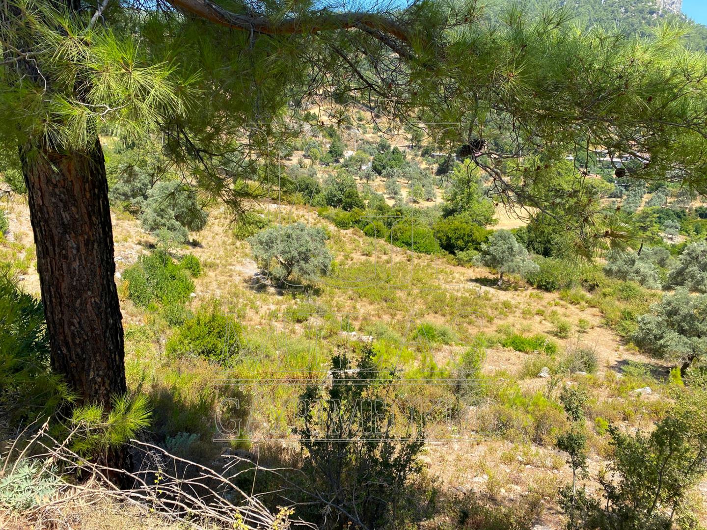 Milas Ören Kalemde Deniz ve Doğa Manzaralı 1300M² Konut İmarlı ArsaMuğla, Milas, Kalem - 24