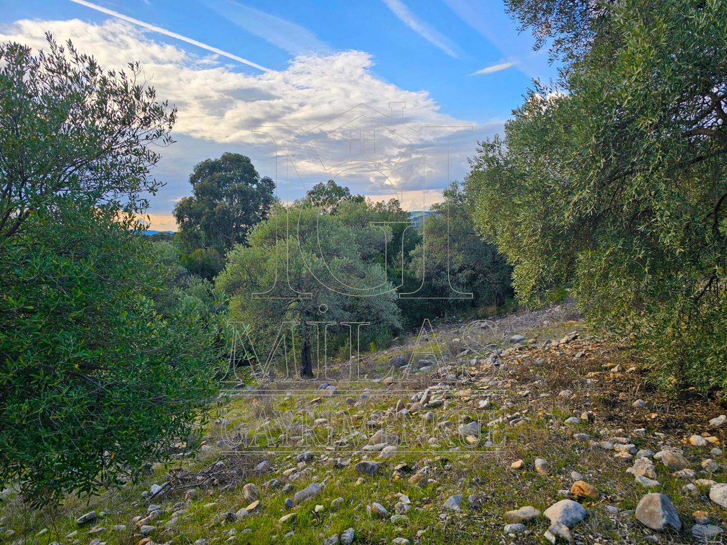 Milas Aslanyaka Mahallesinde 13.076 M² Satılık Çiftlik ArazisiMuğla, Milas, Aslanyaka - 28