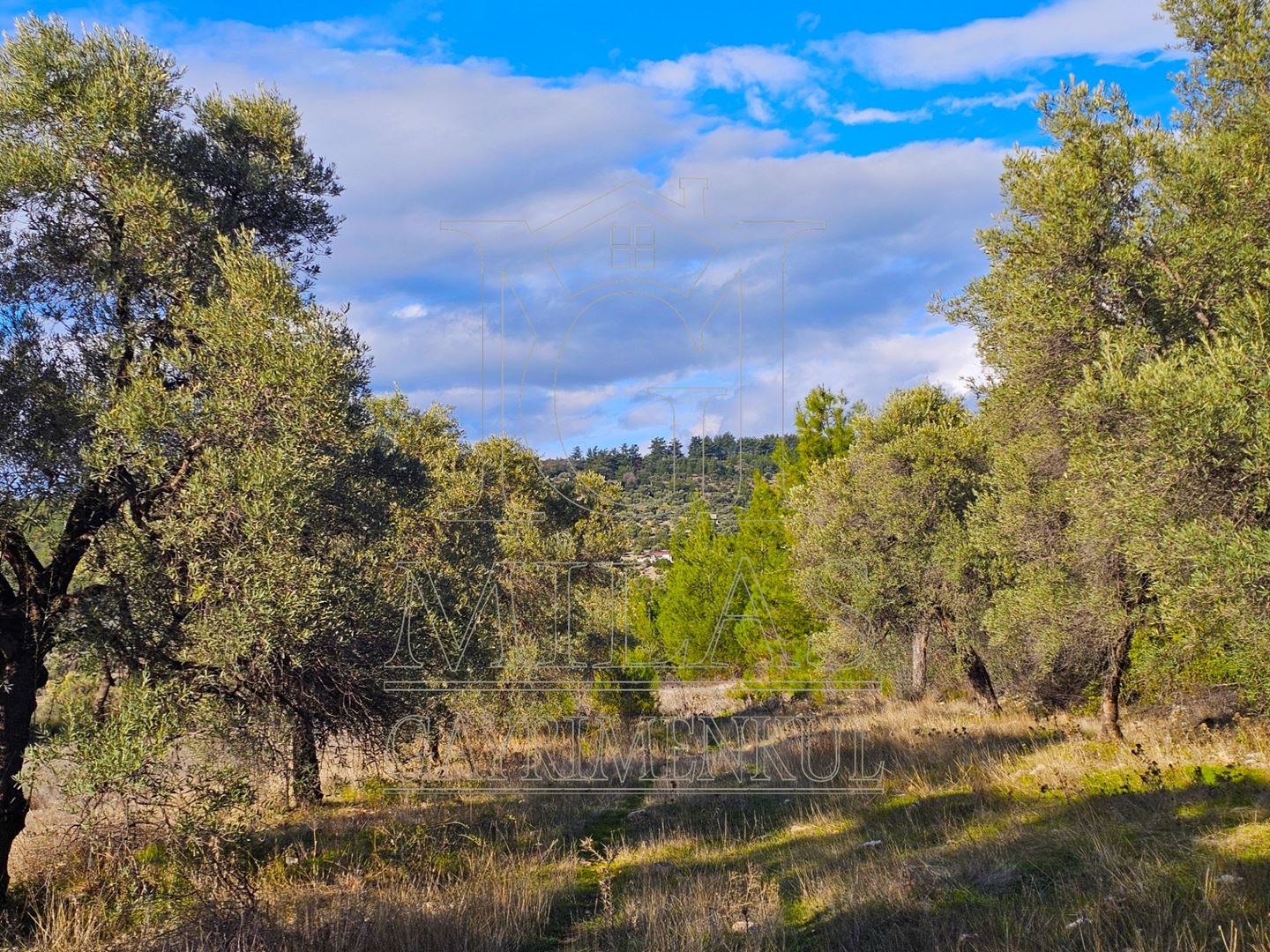 Milas Aslanyaka Mahallesinde 13.076 M² Satılık Çiftlik ArazisiMuğla, Milas, Aslanyaka - 25