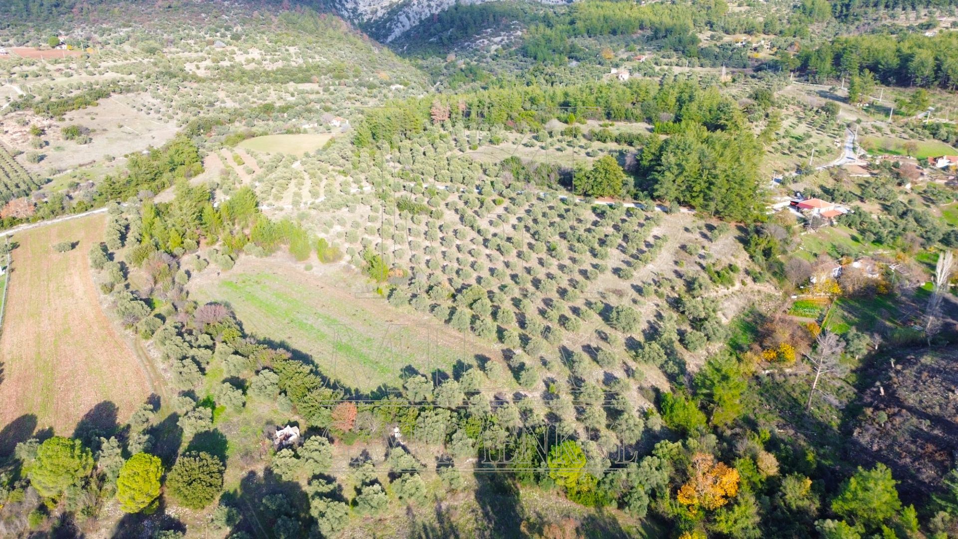 Milas Aslanyaka Mahallesinde 13.076 M² Satılık Çiftlik ArazisiMuğla, Milas, Aslanyaka - 11