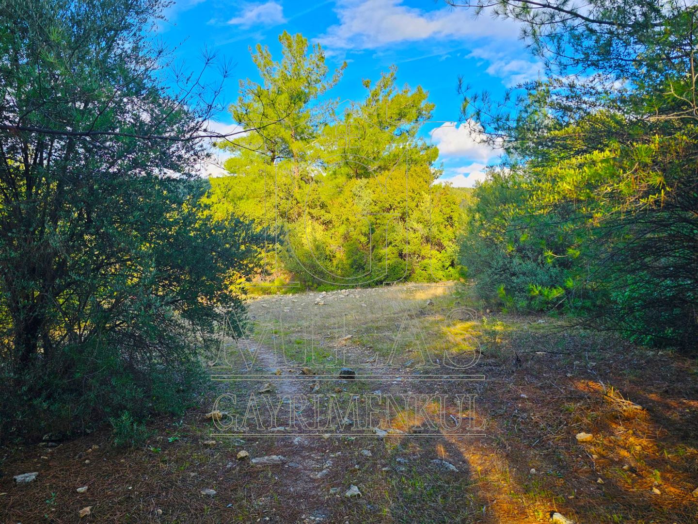 Milas Aslanyaka Mahallesinde 13.076 M² Satılık Çiftlik ArazisiMuğla, Milas, Aslanyaka - 20