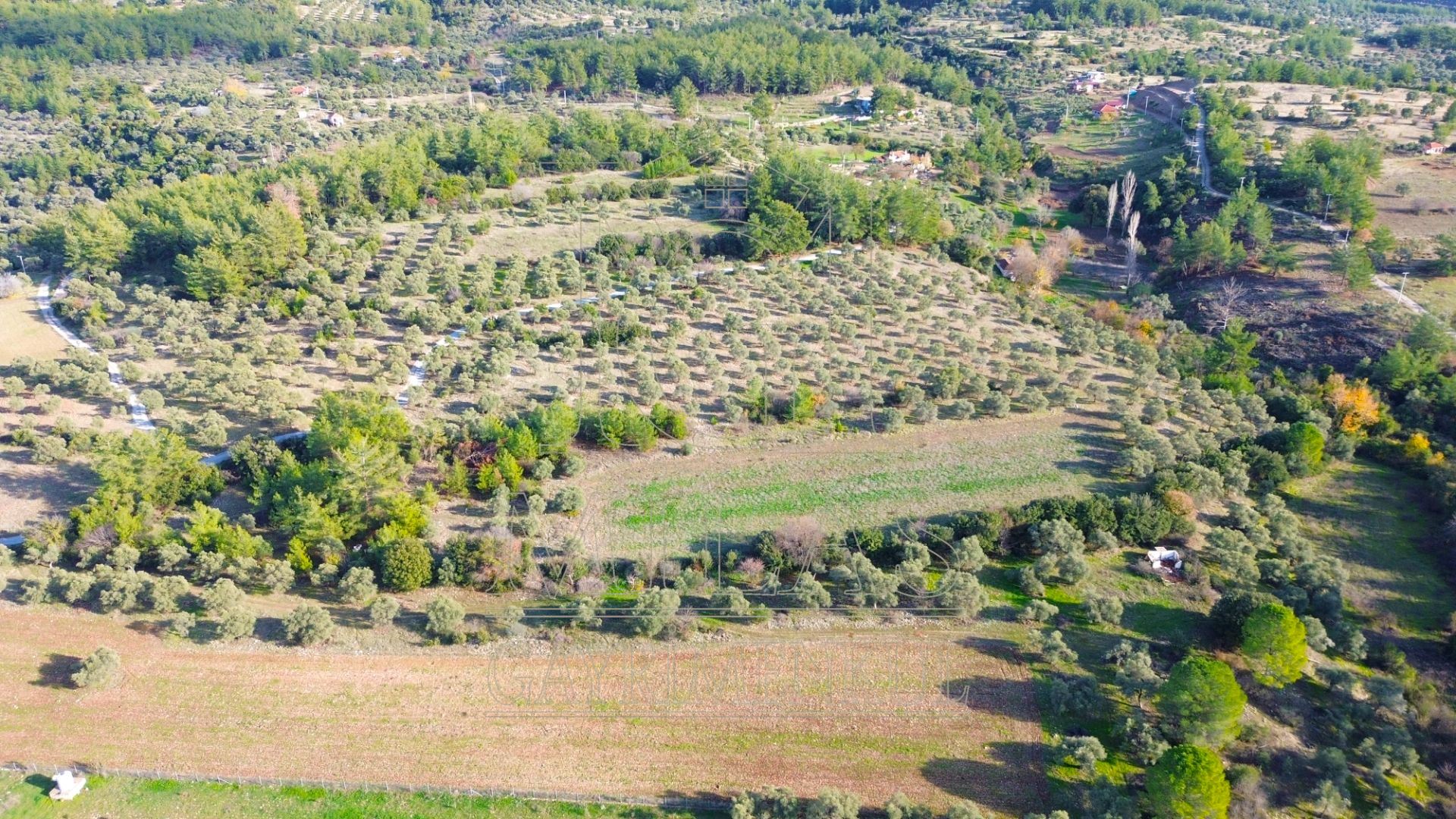 Milas Aslanyaka Mahallesinde 13.076 M² Satılık Çiftlik ArazisiMuğla, Milas, Aslanyaka - 9