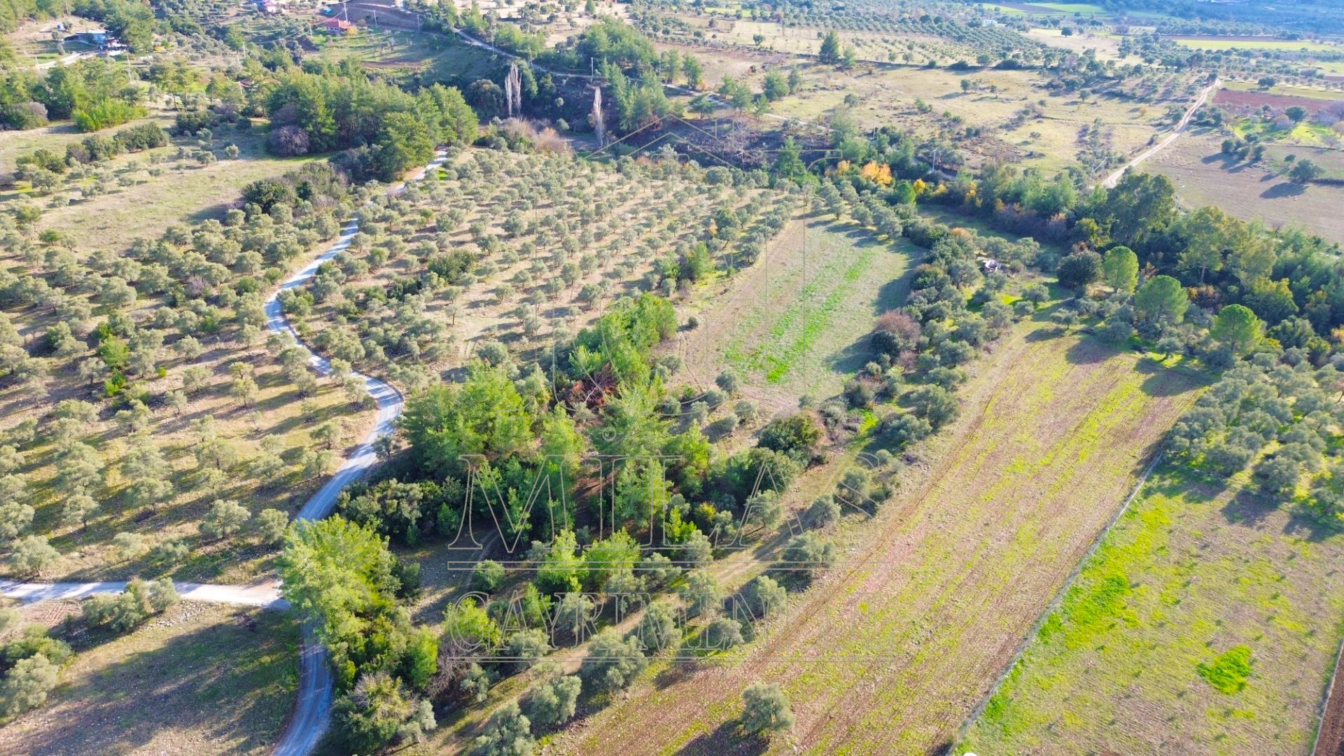 Milas Aslanyaka Mahallesinde 13.076 M² Satılık Çiftlik ArazisiMuğla, Milas, Aslanyaka - 5