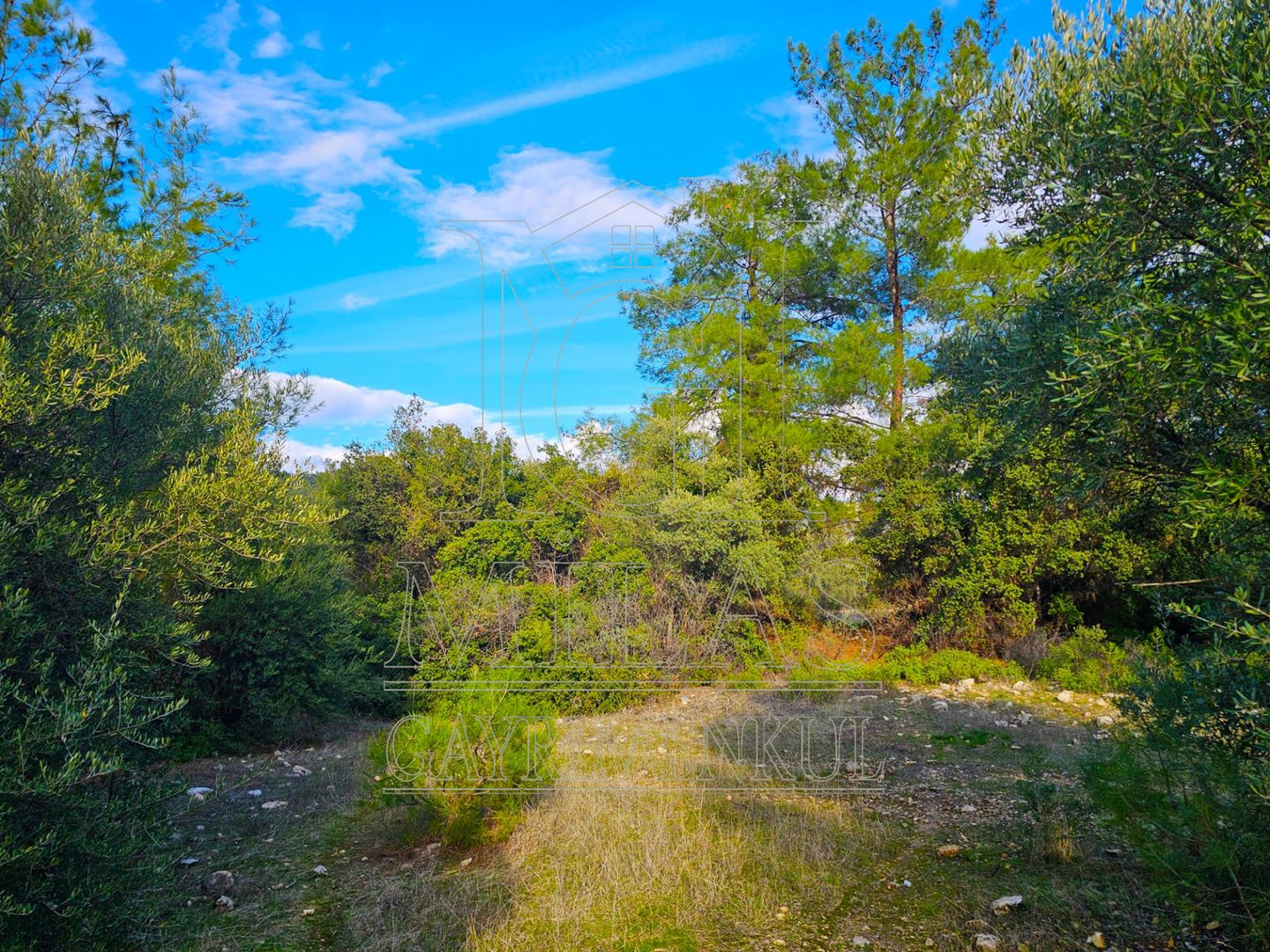 Milas Aslanyaka Mahallesinde 13.076 M² Satılık Çiftlik ArazisiMuğla, Milas, Aslanyaka - 21