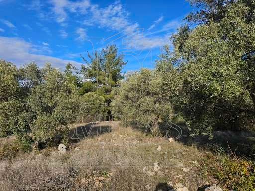 Milas Aslanyaka Mahallesinde 13.076 M² Satılık Çiftlik ArazisiMuğla, Milas, Aslanyaka - 30