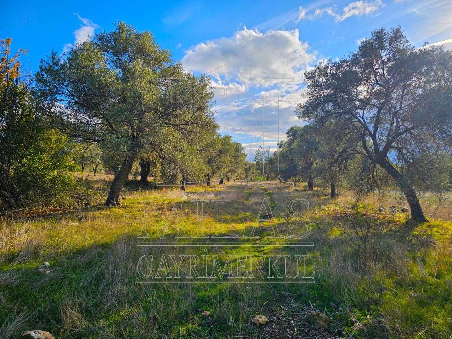 Milas Aslanyaka Mahallesinde 13.076 M² Satılık Çiftlik ArazisiMuğla, Milas, Aslanyaka - 23