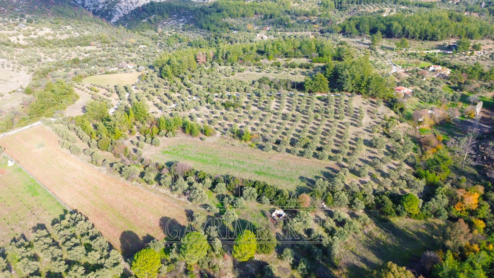 Milas Aslanyaka Mahallesinde 13.076 M² Satılık Çiftlik ArazisiMuğla, Milas, Aslanyaka - 10