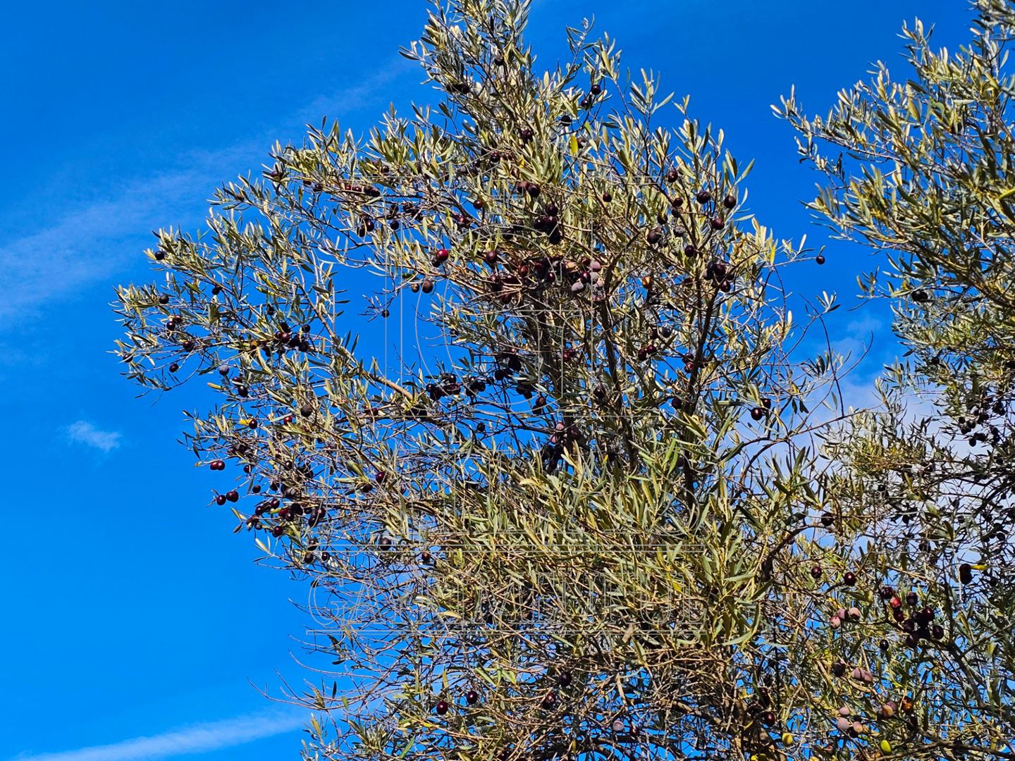 Milas Aslanyaka Mahallesinde 13.076 M² Satılık Çiftlik ArazisiMuğla, Milas, Aslanyaka - 24