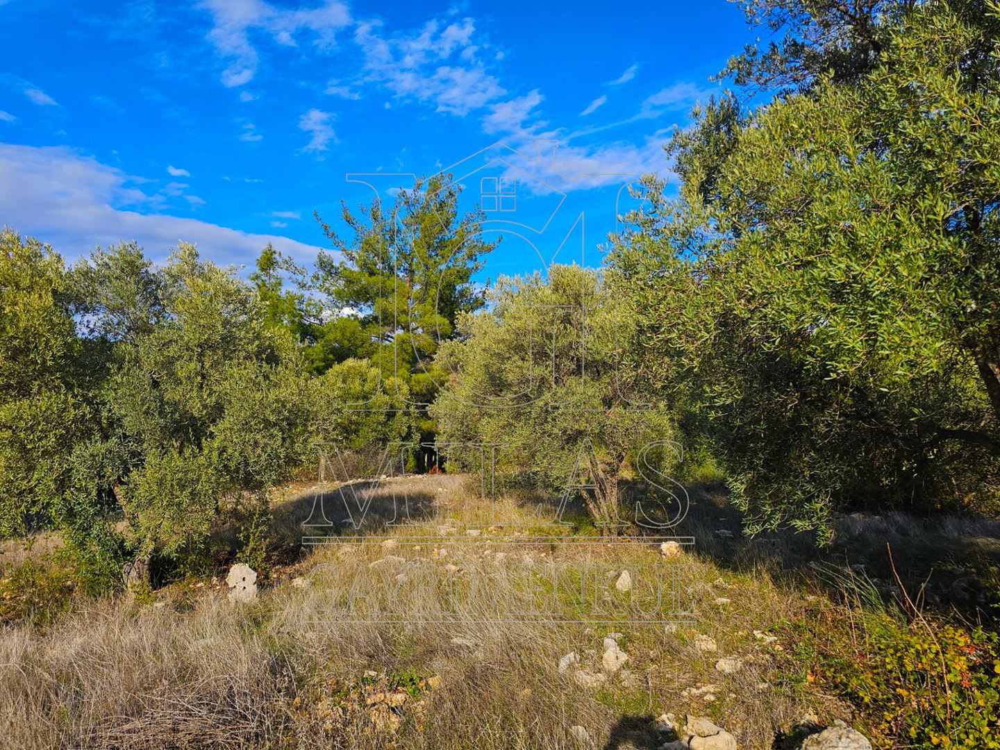 Milas Aslanyaka Mahallesinde 13.076 M² Satılık Çiftlik ArazisiMuğla, Milas, Aslanyaka - 22