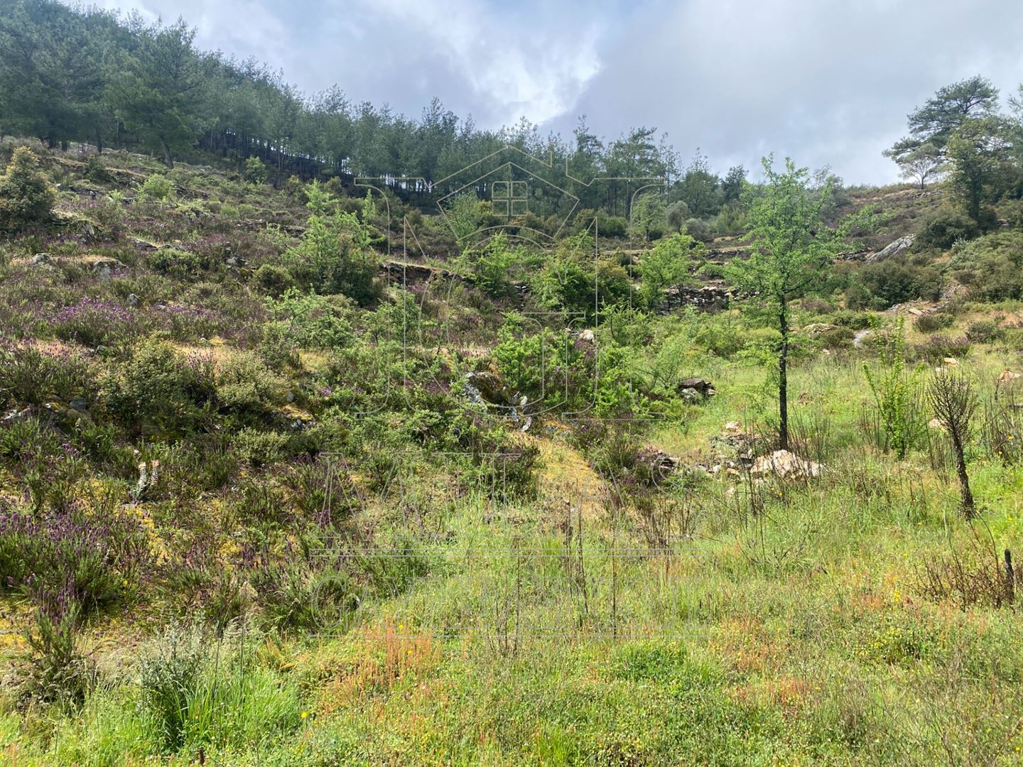 Yatağan Bencikte Doğa Manzaralı 9467M² Satılık Çiftlik ArazisiMuğla, Yatağan, Bencik - 22